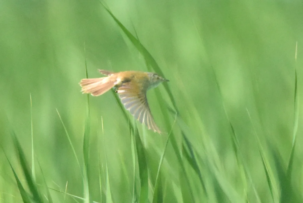 稻田苇莺(Acrocephalus agricola)