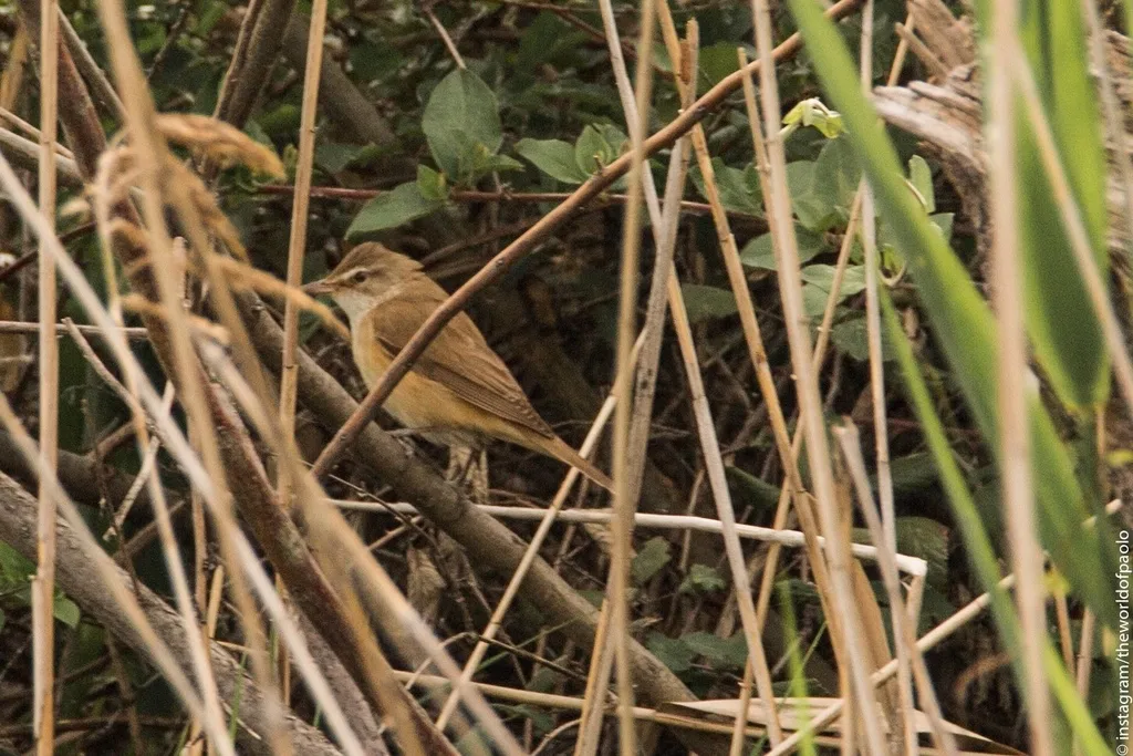 大苇莺(Acrocephalus arundinaceus)