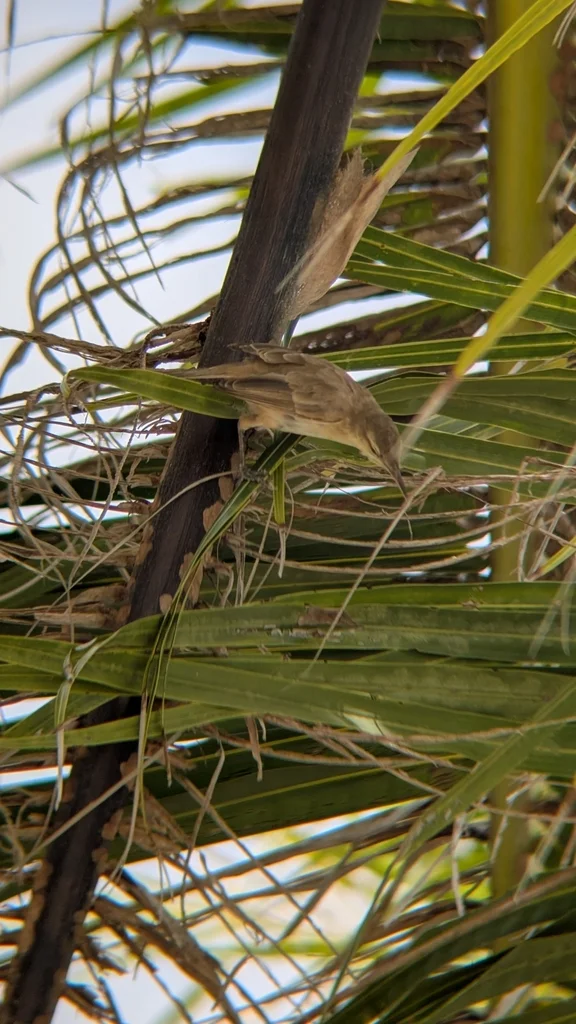 环礁苇莺(Acrocephalus atyphus)