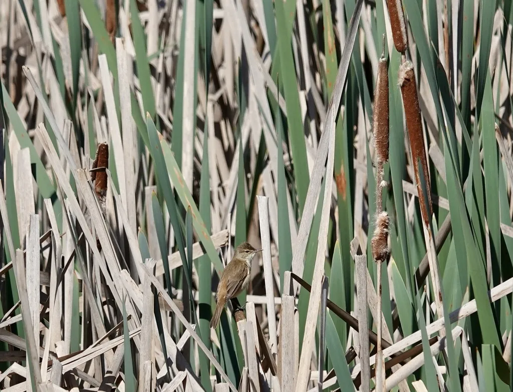 澳洲苇莺(Acrocephalus australis)