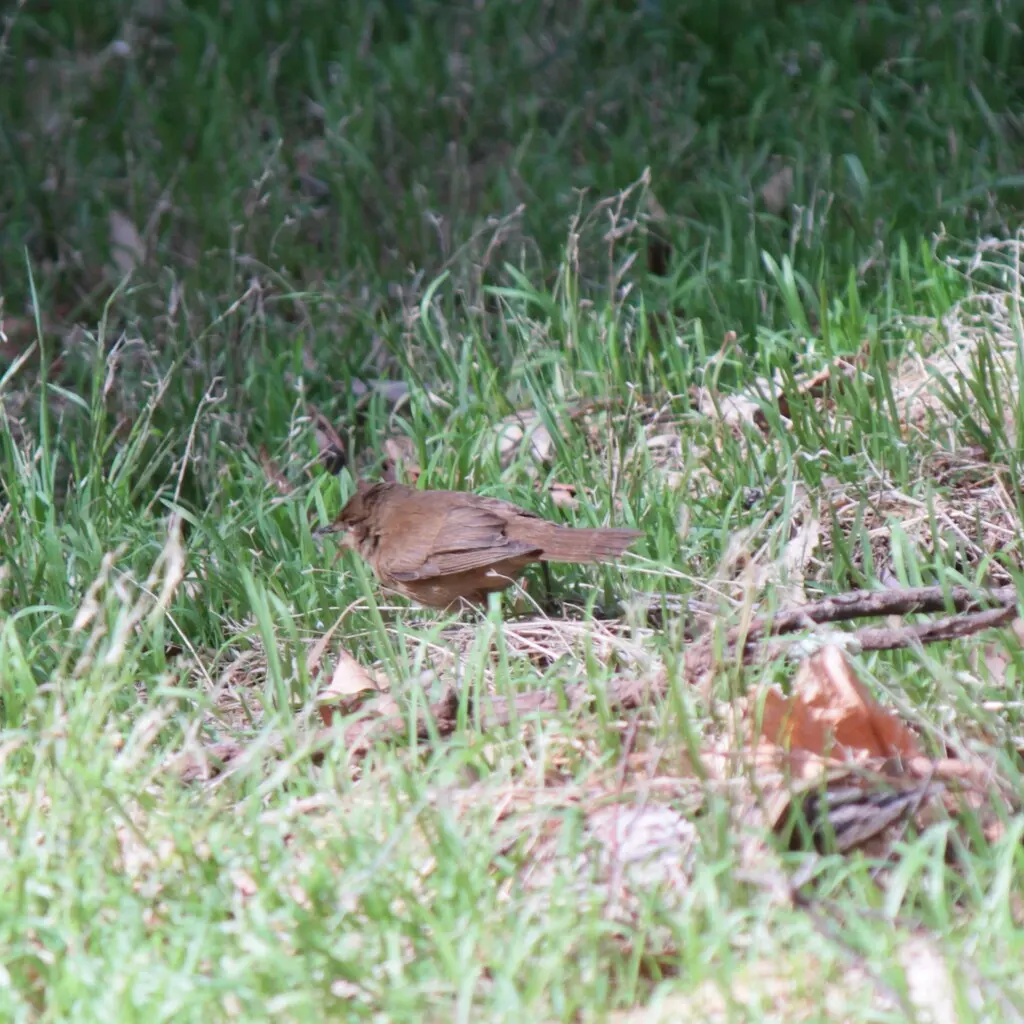 澳洲苇莺(Acrocephalus australis)