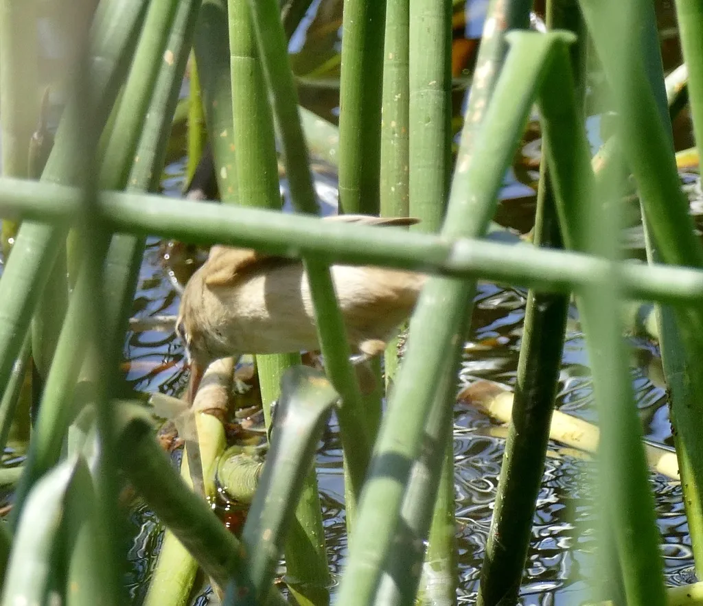 澳洲苇莺(Acrocephalus australis)