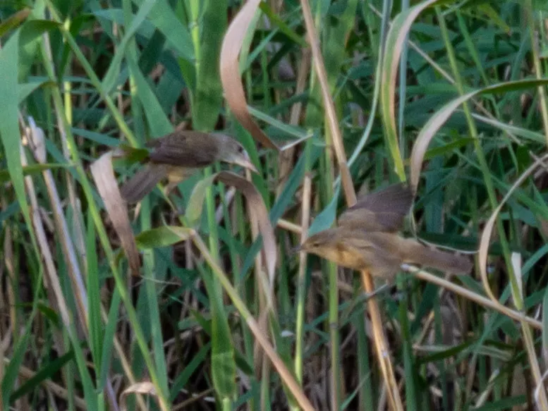 澳洲苇莺(Acrocephalus australis)