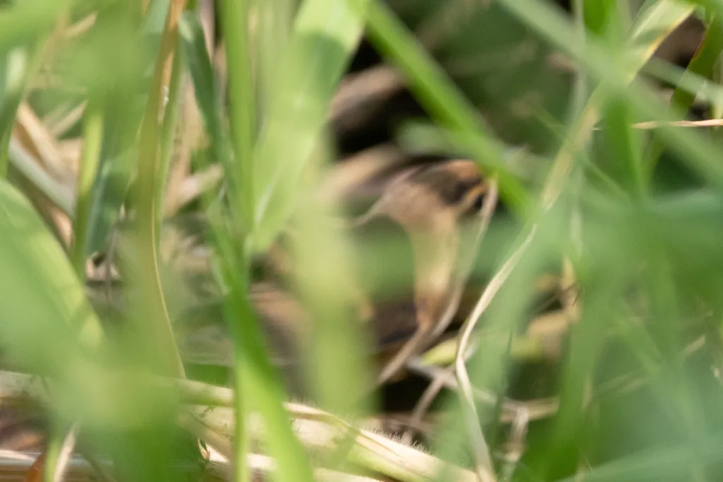 黑眉苇莺(Acrocephalus bistrigiceps)