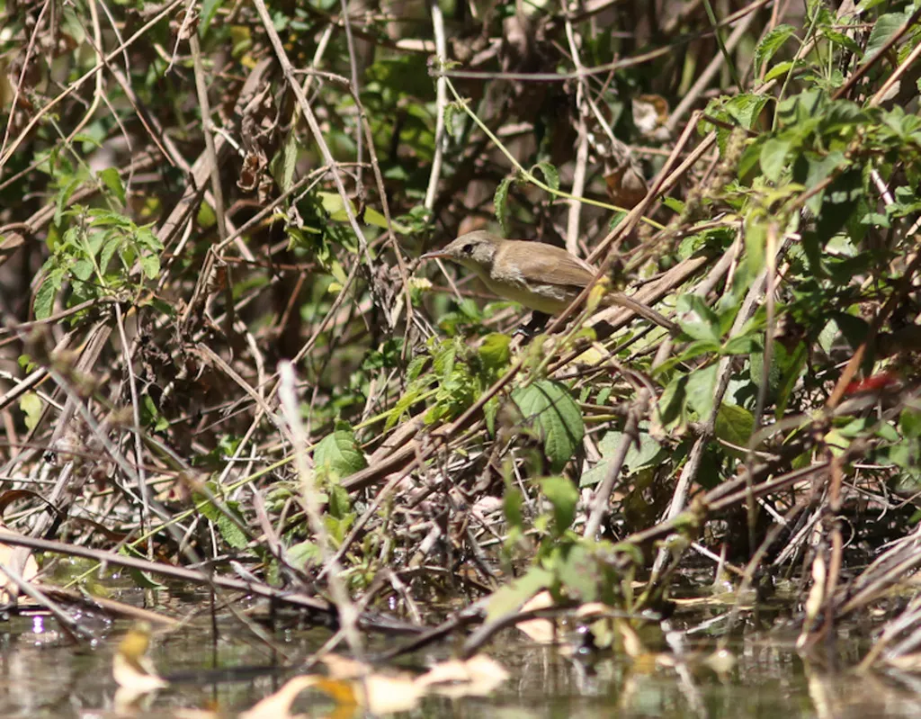 佛得角苇莺(Acrocephalus brevipennis)
