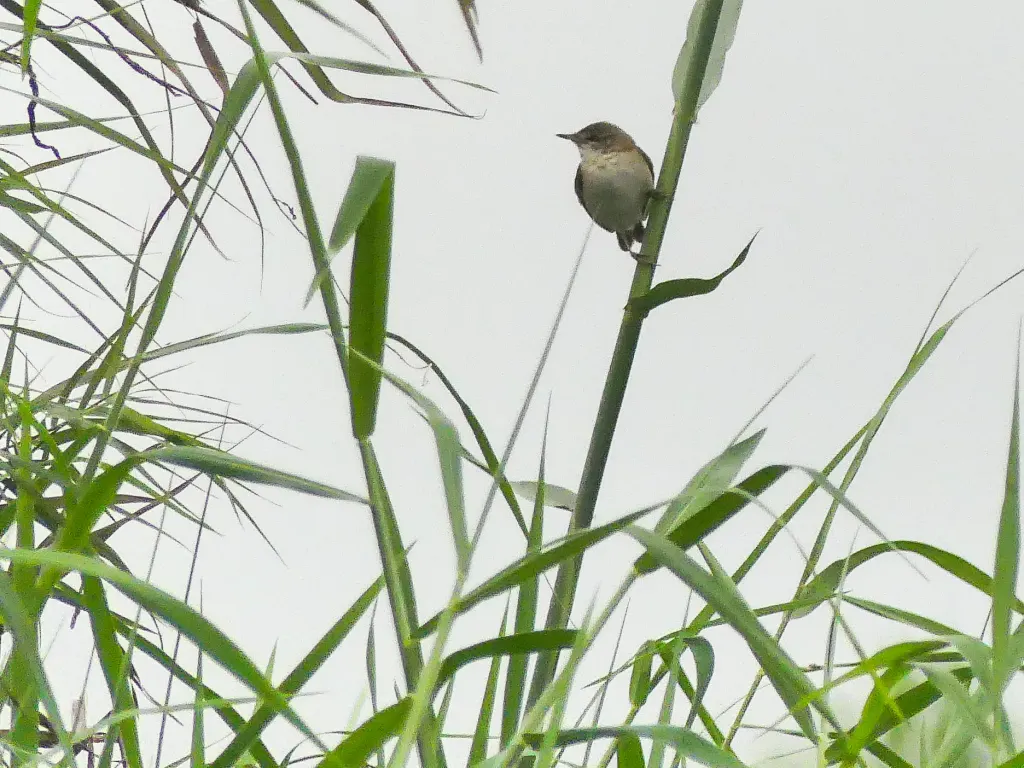 钝翅苇莺(Acrocephalus concinens)