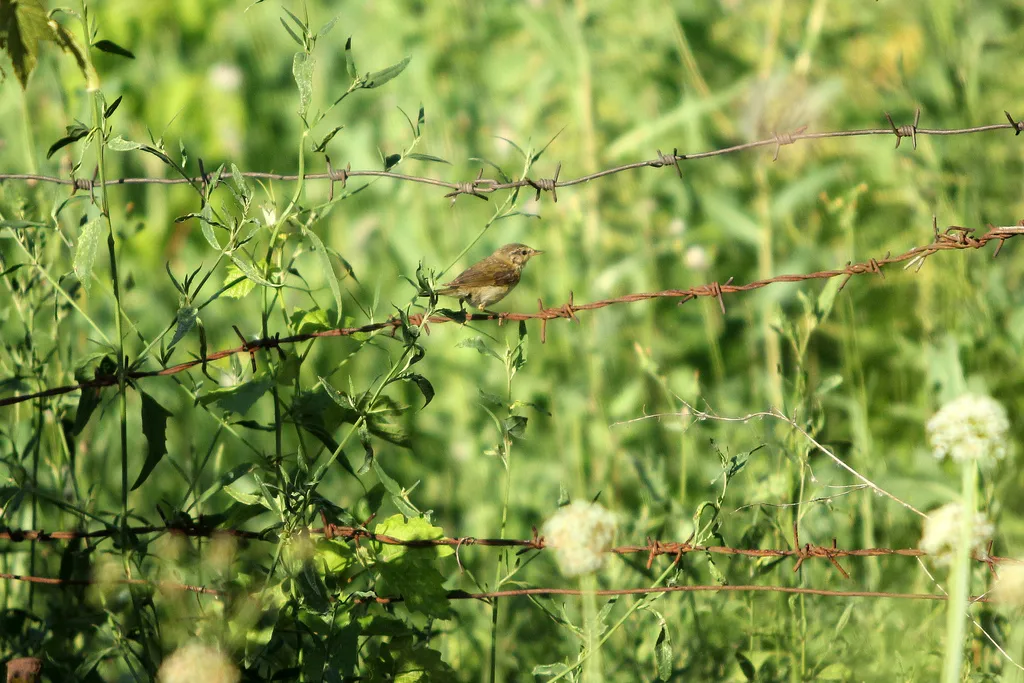 布氏苇莺(Acrocephalus dumetorum)