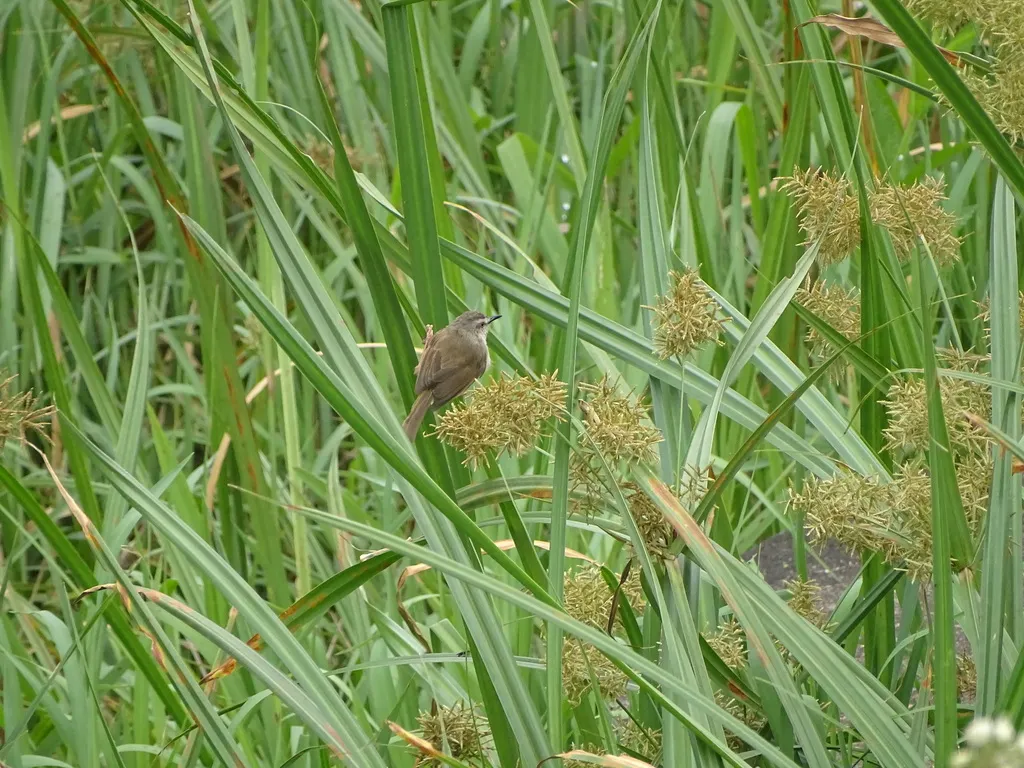 细嘴苇莺(Acrocephalus gracilirostris)