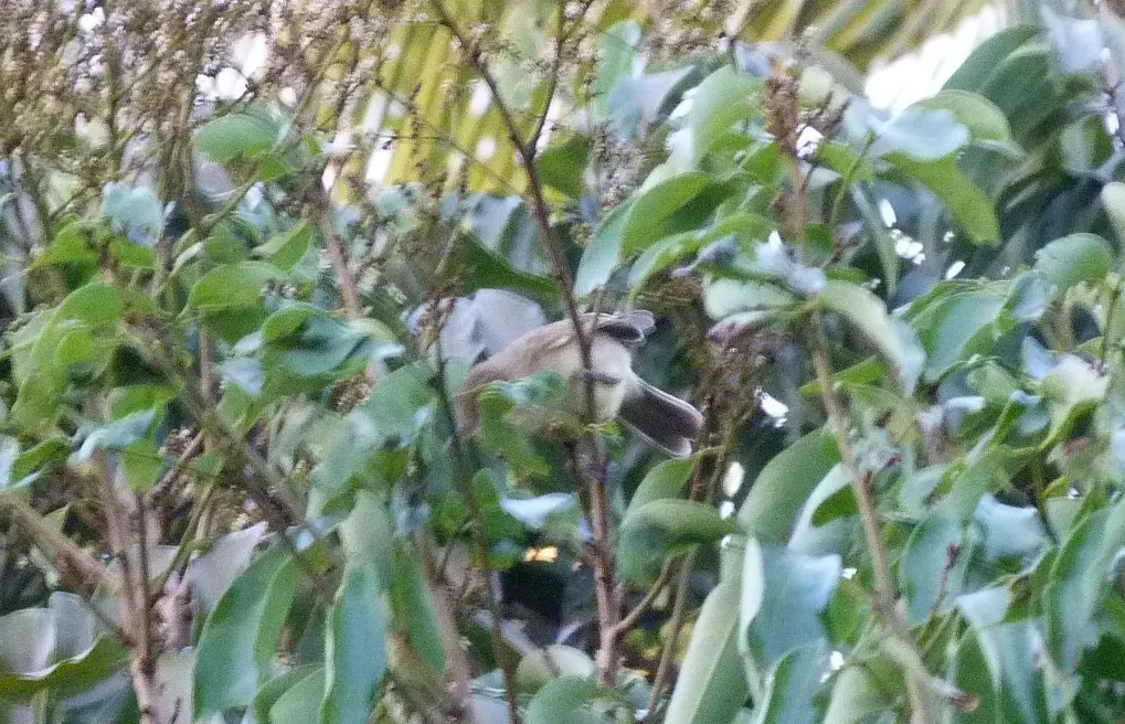 库岛苇莺(Acrocephalus kerearako)