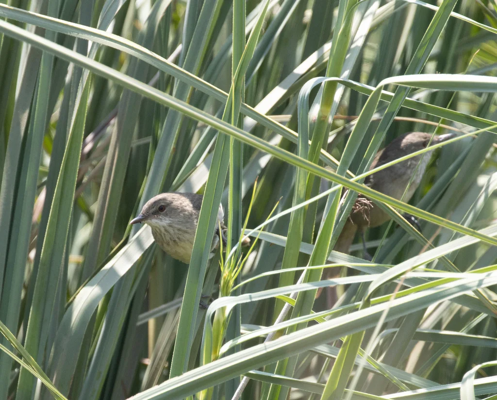 马岛沼泽苇莺(Acrocephalus newtoni)