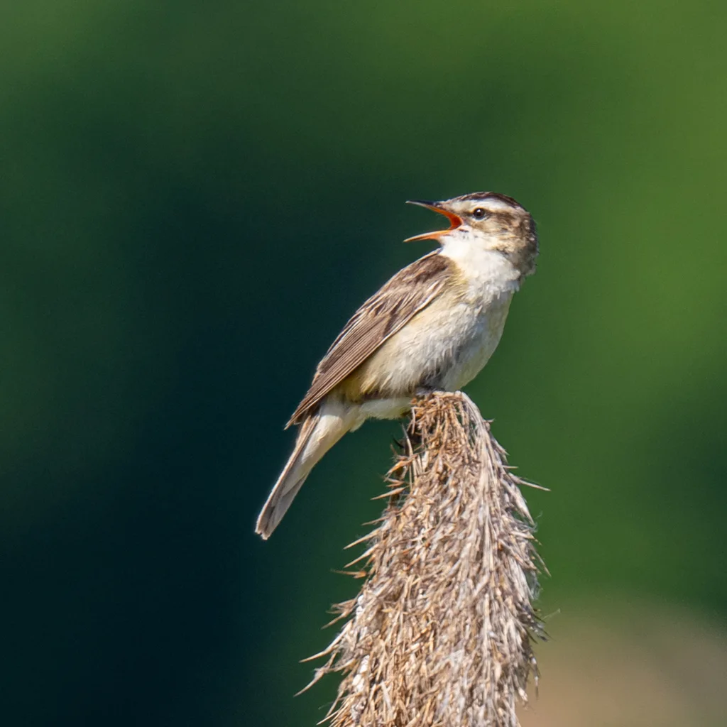 水蒲苇莺(Acrocephalus schoenobaenus)