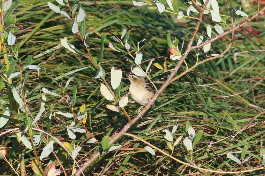 水蒲苇莺(Acrocephalus schoenobaenus)