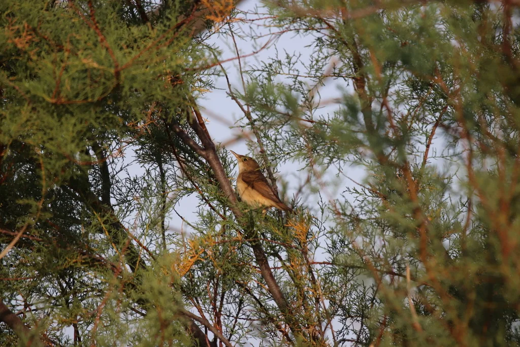 芦苇莺(Acrocephalus scirpaceus)
