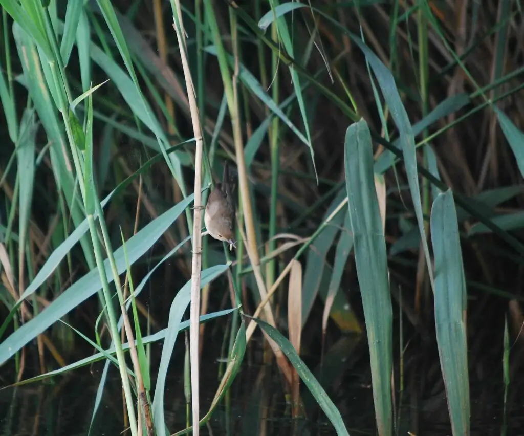 芦苇莺(Acrocephalus scirpaceus)