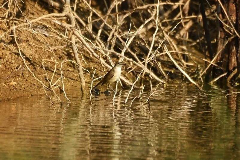 噪大苇莺(Acrocephalus stentoreus)