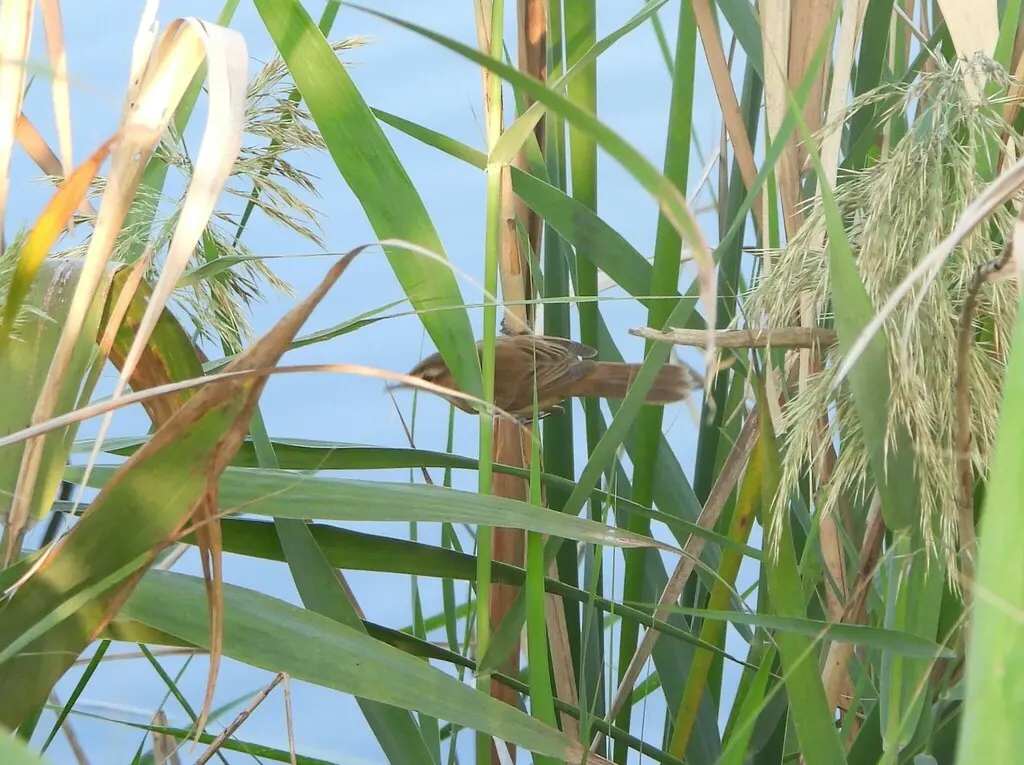 远东苇莺(Acrocephalus tangorum)