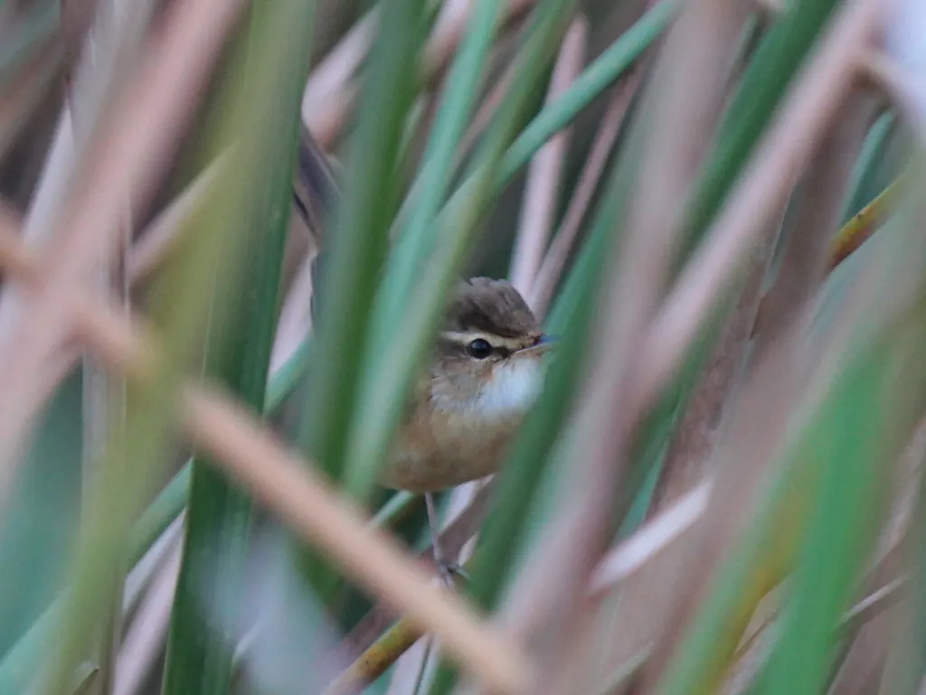 远东苇莺(Acrocephalus tangorum)
