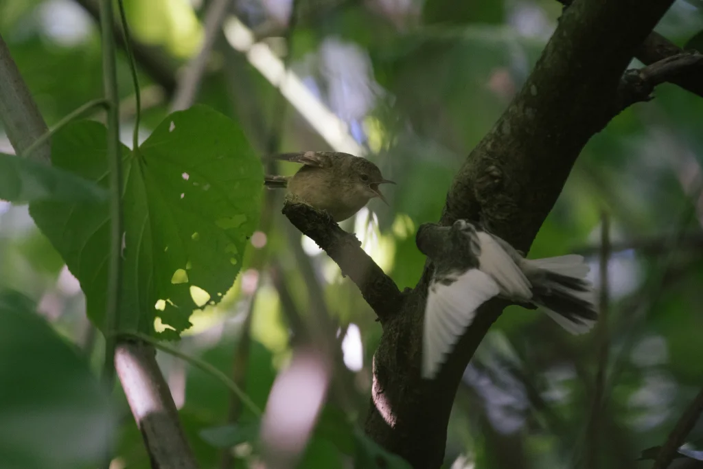 皮岛苇莺(Acrocephalus vaughani)