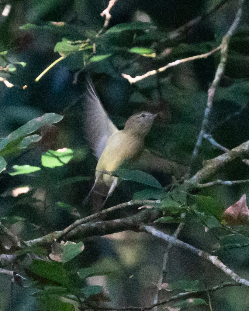 毛腿小霸鹟(Acrochordopus burmeisteri)