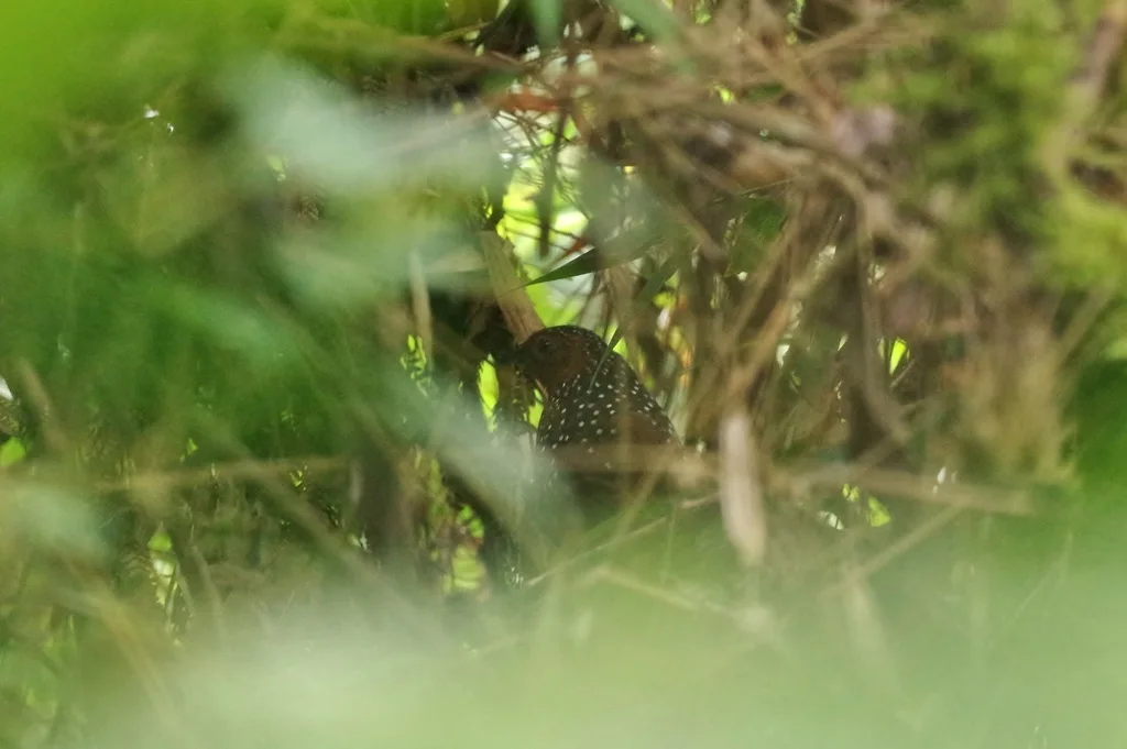 眼斑窜鸟(Acropternis orthonyx)