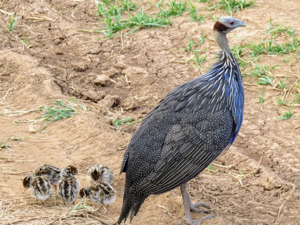 鹫珠鸡(Acryllium vulturinum)