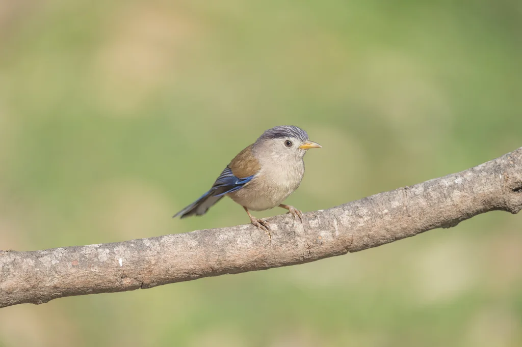 蓝翅希鹛（Actinodura cyanouroptera）