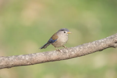 蓝翅希鹛