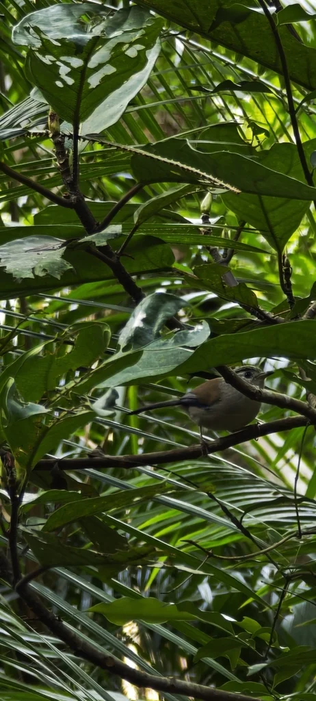 蓝翅希鹛（Actinodura cyanouroptera）
