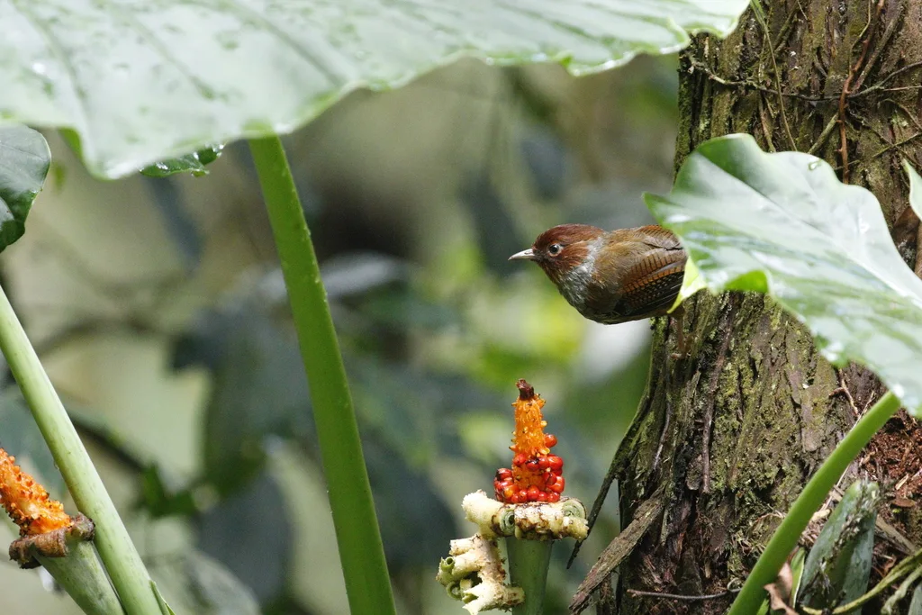 台湾斑翅鹛(Actinodura morrisoniana)