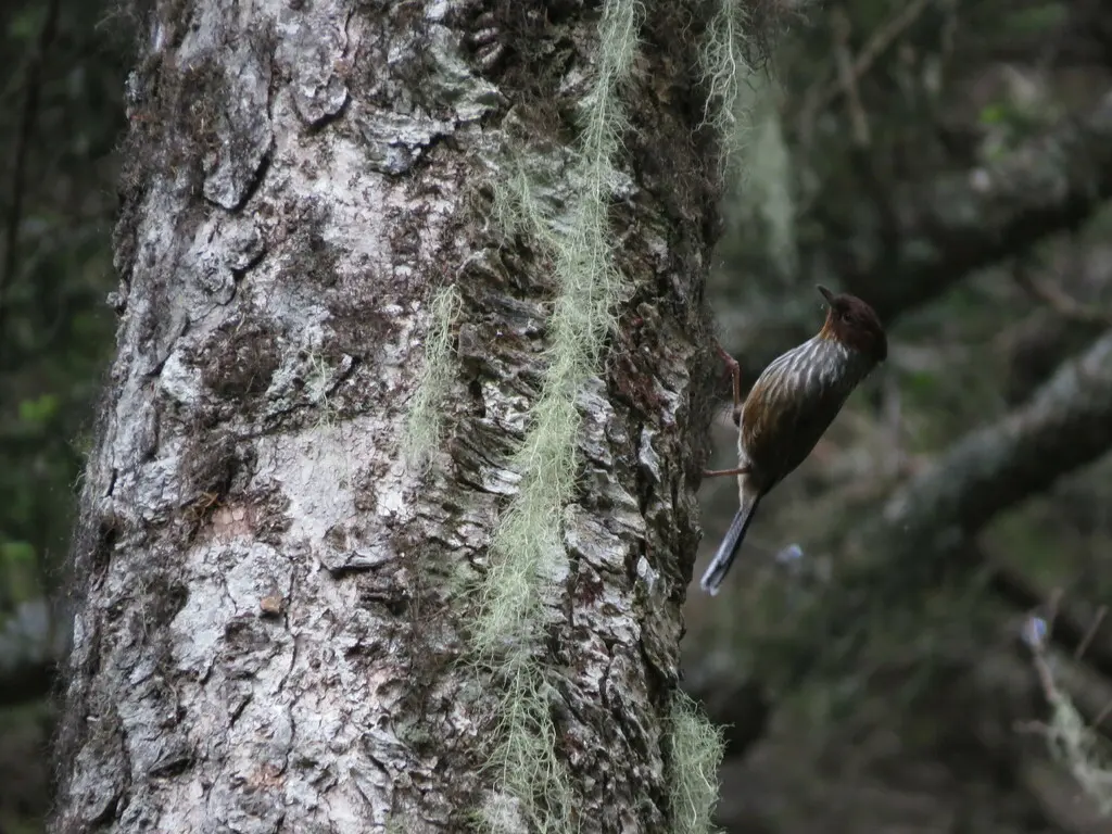 台湾斑翅鹛(Actinodura morrisoniana)