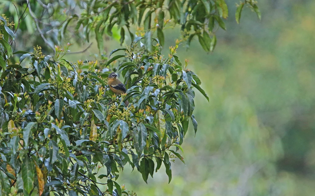 黑冠斑翅鹛(Actinodura sodangorum)