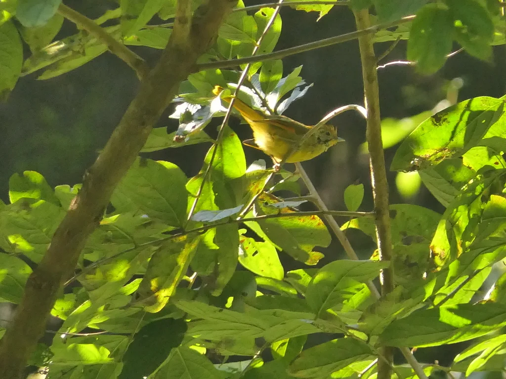 斑喉希鹛(Actinodura strigula)