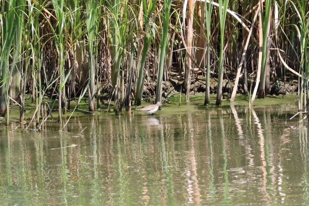 矶鹬（Actitis hypoleucos）