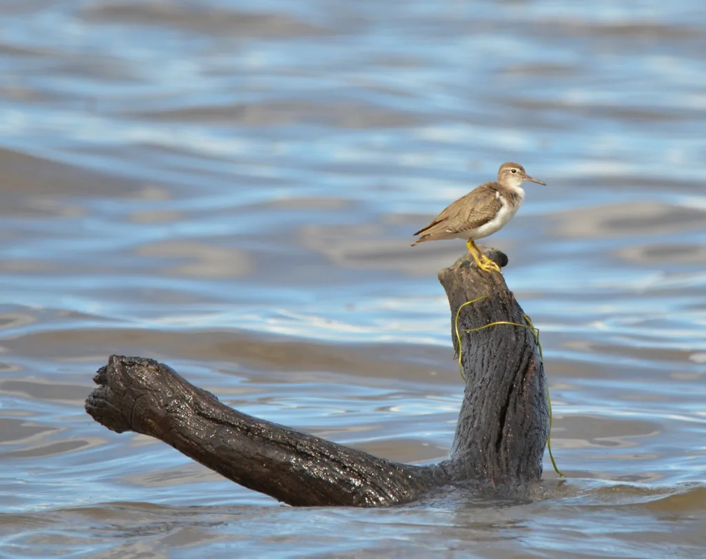斑腹矶鹬（Actitis macularius）