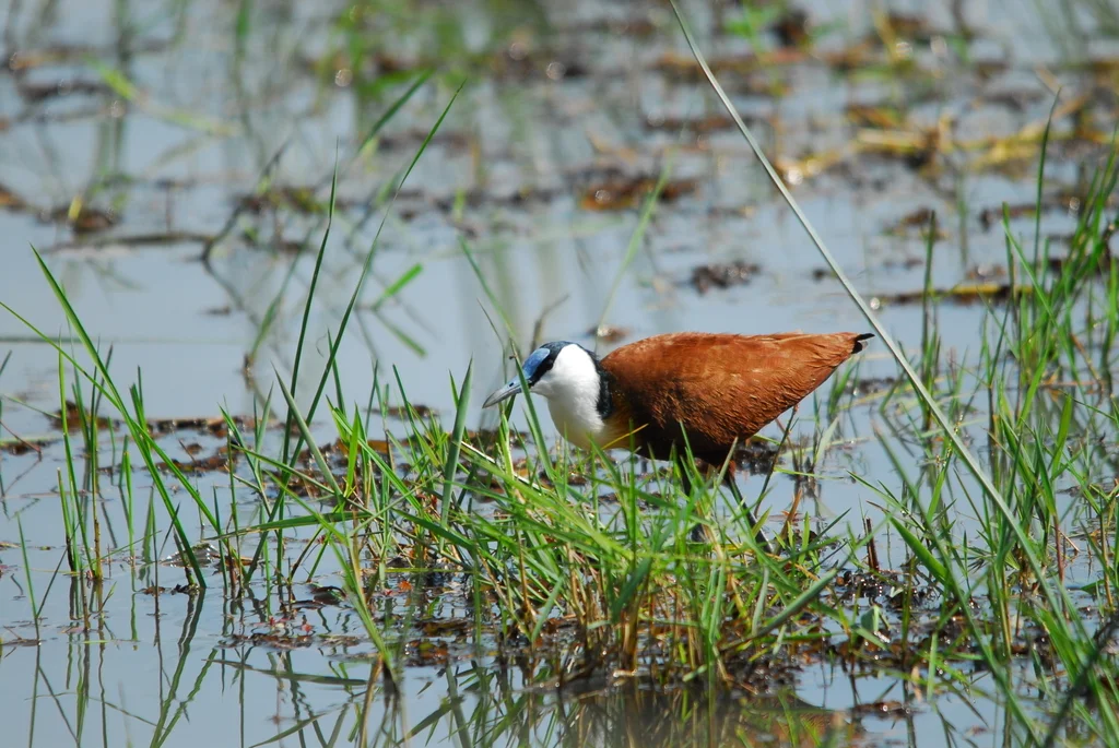 非洲雉鸻(Actophilornis africanus)