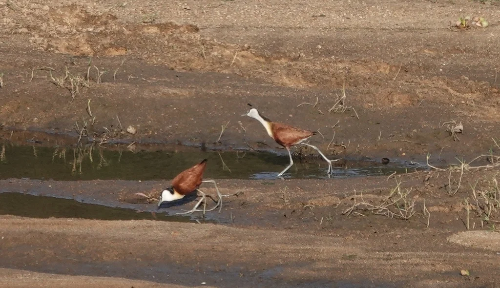 非洲雉鸻(Actophilornis africanus)
