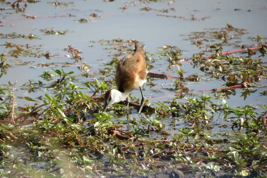 非洲雉鸻(Actophilornis africanus)