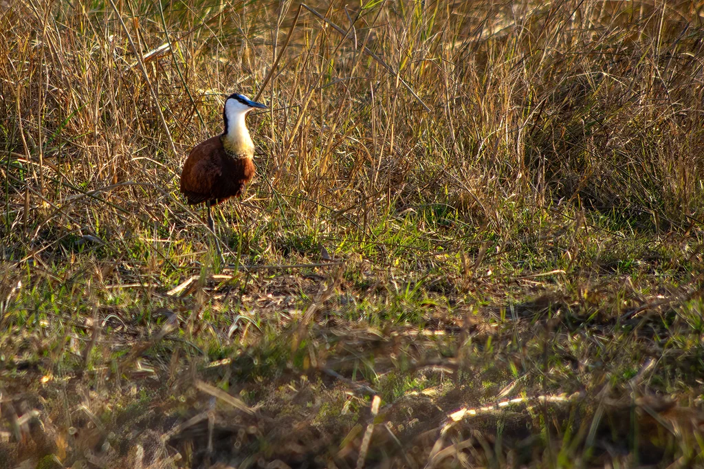 非洲雉鸻(Actophilornis africanus)
