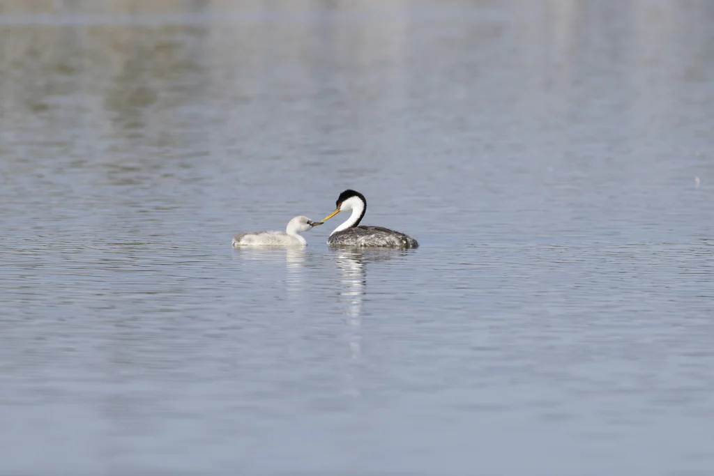 北美䴙䴘(Aechmophorus occidentalis)