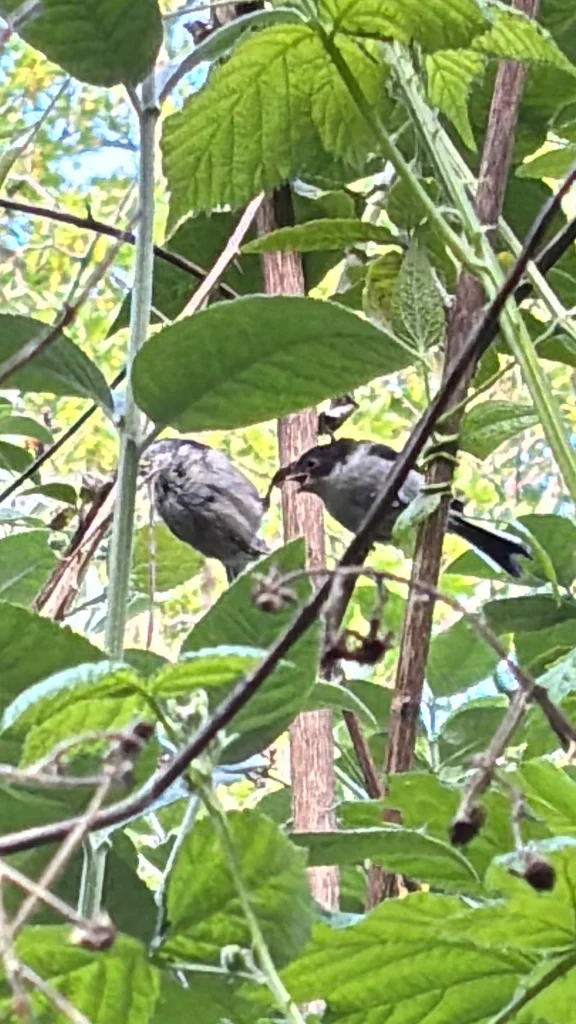 北长尾山雀(Aegithalos caudatus)