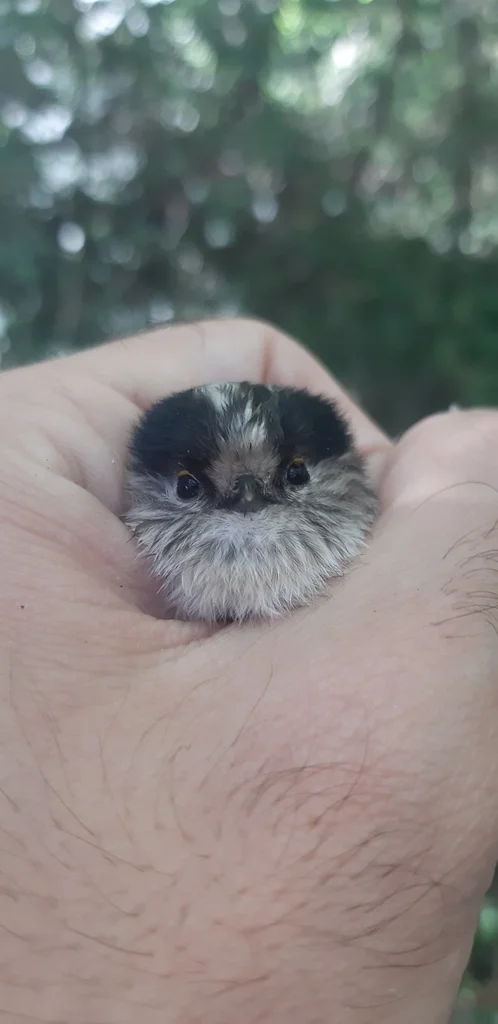 北长尾山雀(Aegithalos caudatus)
