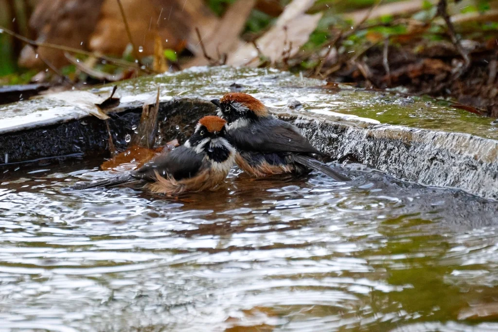 红头长尾山雀(Aegithalos concinnus)