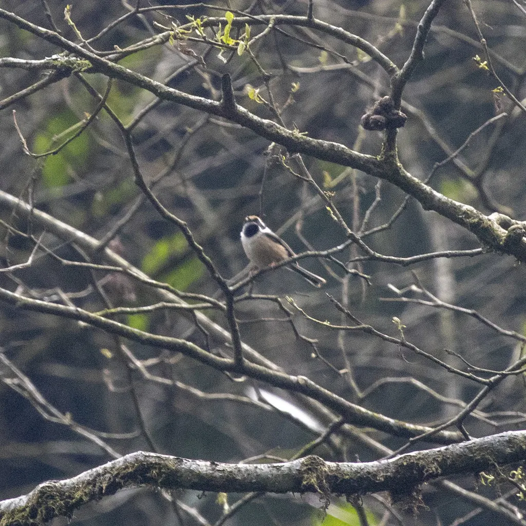 红头长尾山雀(Aegithalos concinnus)