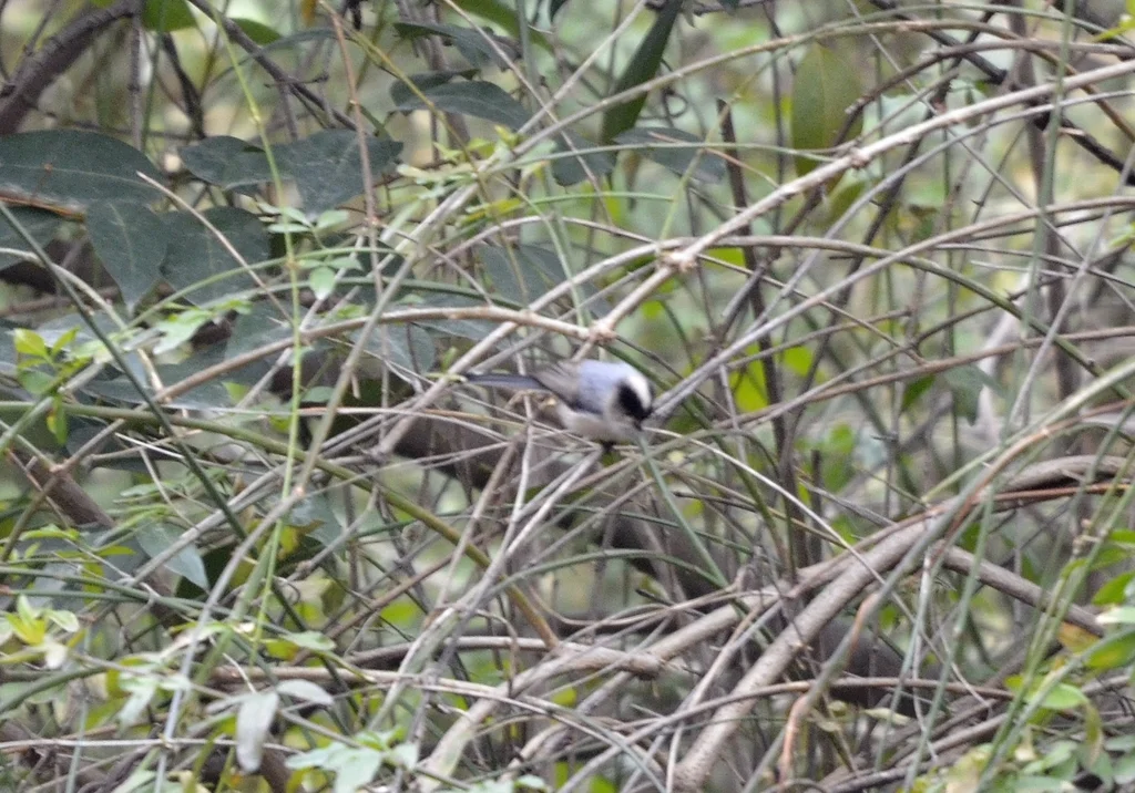 银喉长尾山雀(Aegithalos glaucogularis)