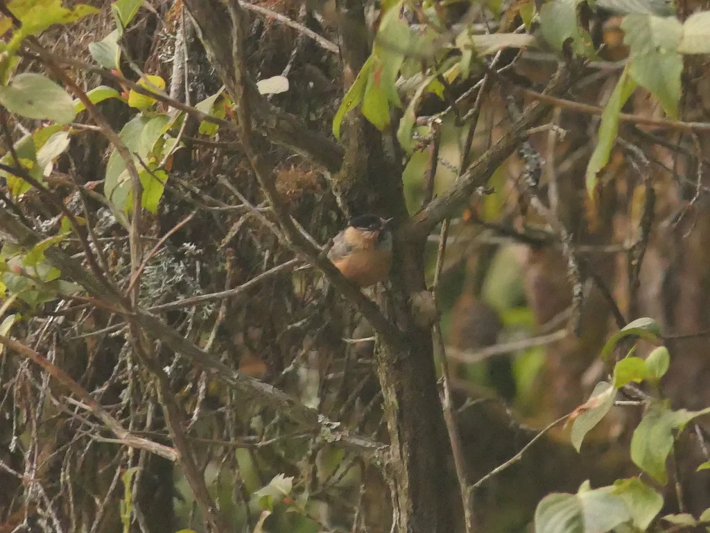 棕额长尾山雀(Aegithalos iouschistos)