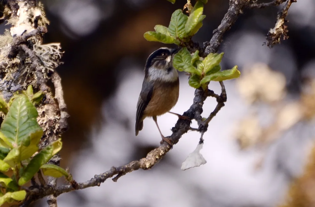 白喉长尾山雀(Aegithalos niveogularis)