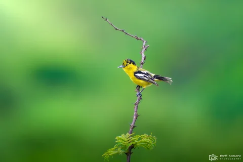 白尾雀鹎