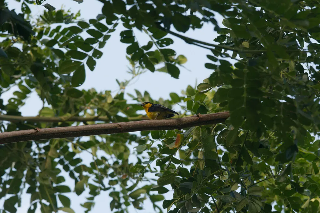 黑翅雀鹎(Aegithina tiphia)