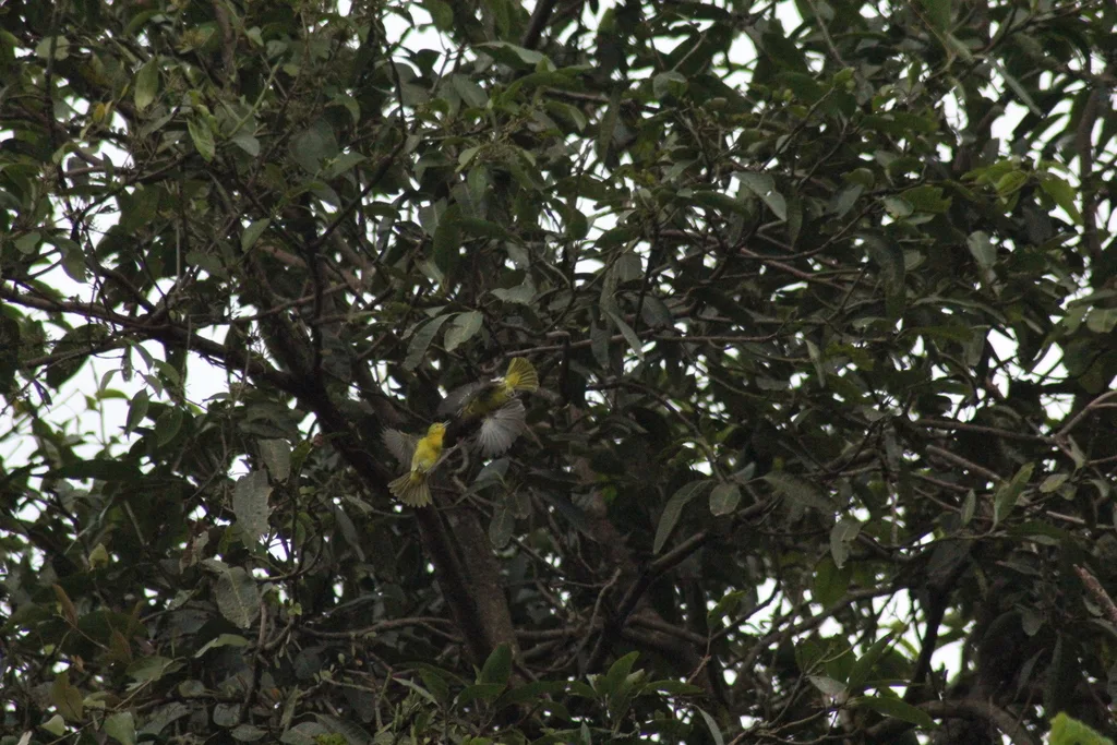 黑翅雀鹎(Aegithina tiphia)