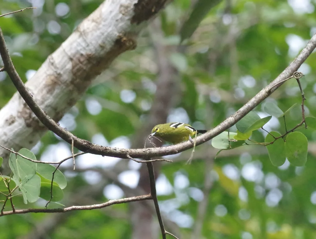 绿雀鹎(Aegithina viridissima)